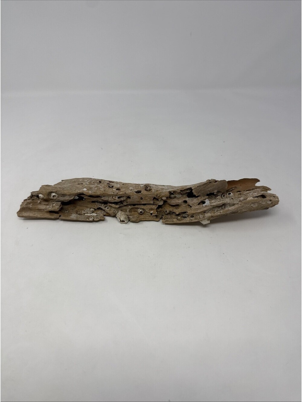 Natural Driftwood Barnacles Taxidermy Decor Coastal Saltwater Bay Beach 11" Long
